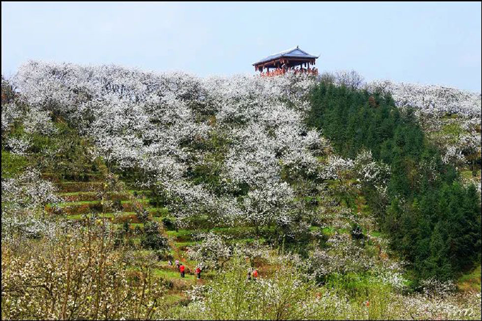 【春天，广西桂林灌阳县向您发出邀请！】我们在灌阳看梨花 - 游山玩水 - 临沂生活社区 - 临沂28生活网 linyi.28life.net