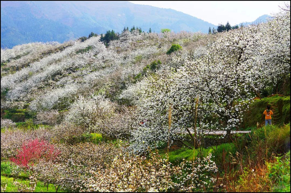 【春天，广西桂林灌阳县向您发出邀请！】我们在灌阳看梨花 - 游山玩水 - 临沂生活社区 - 临沂28生活网 linyi.28life.net