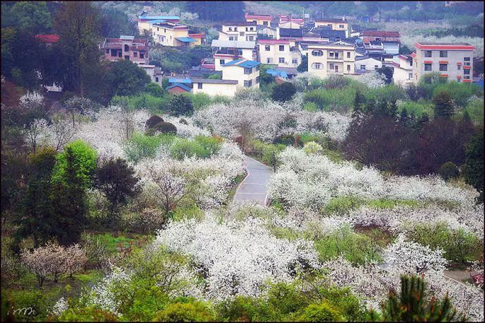 【春天，广西桂林灌阳县向您发出邀请！】我们在灌阳看梨花 - 游山玩水 - 临沂生活社区 - 临沂28生活网 linyi.28life.net