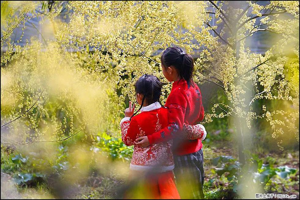 【春天，广西桂林灌阳县向您发出邀请！】米珠山前有片山苍子花在飘香 - 游山玩水 - 临沂生活社区 - 临沂28生活网 linyi.28life.net