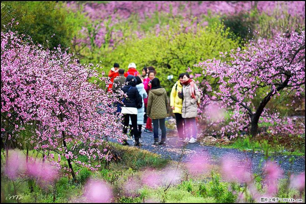 【春天，广西桂林灌阳县向您发出邀请！】官庄村有个醉美的桃花园 - 游山玩水 - 临沂生活社区 - 临沂28生活网 linyi.28life.net