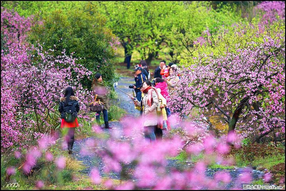 【春天，广西桂林灌阳县向您发出邀请！】官庄村有个醉美的桃花园 - 游山玩水 - 临沂生活社区 - 临沂28生活网 linyi.28life.net