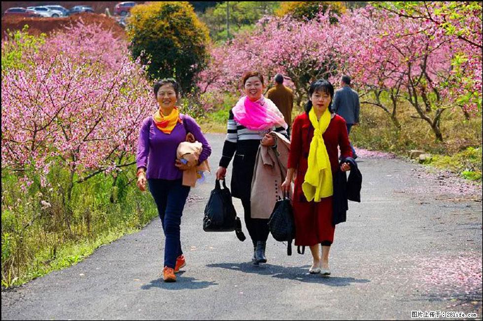 【春天，广西桂林灌阳县向您发出邀请！】官庄村有个醉美的桃花园 - 游山玩水 - 临沂生活社区 - 临沂28生活网 linyi.28life.net