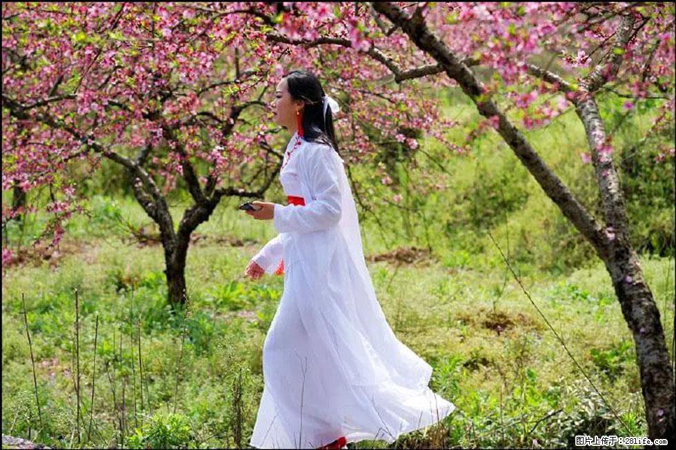 【春天，广西桂林灌阳县向您发出邀请！】官庄村有个醉美的桃花园 - 游山玩水 - 临沂生活社区 - 临沂28生活网 linyi.28life.net