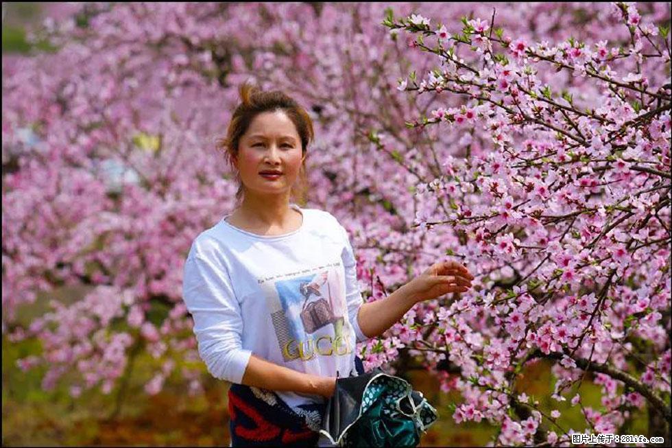 【春天，广西桂林灌阳县向您发出邀请！】官庄村有个醉美的桃花园 - 游山玩水 - 临沂生活社区 - 临沂28生活网 linyi.28life.net