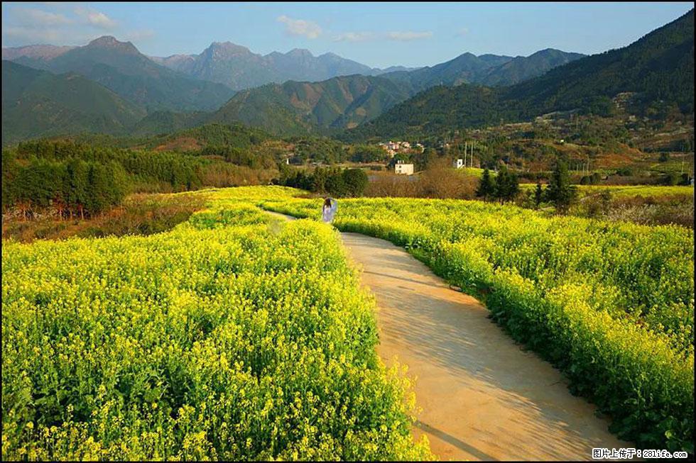【春天，广西桂林灌阳县向您发出邀请！】长坪村油菜盛情花开 - 游山玩水 - 临沂生活社区 - 临沂28生活网 linyi.28life.net
