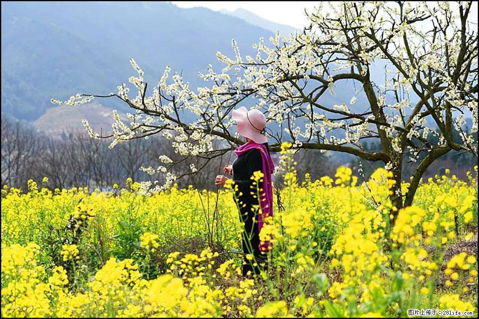 【春天，广西桂林灌阳县向您发出邀请！】长坪村油菜盛情花开 - 游山玩水 - 临沂生活社区 - 临沂28生活网 linyi.28life.net