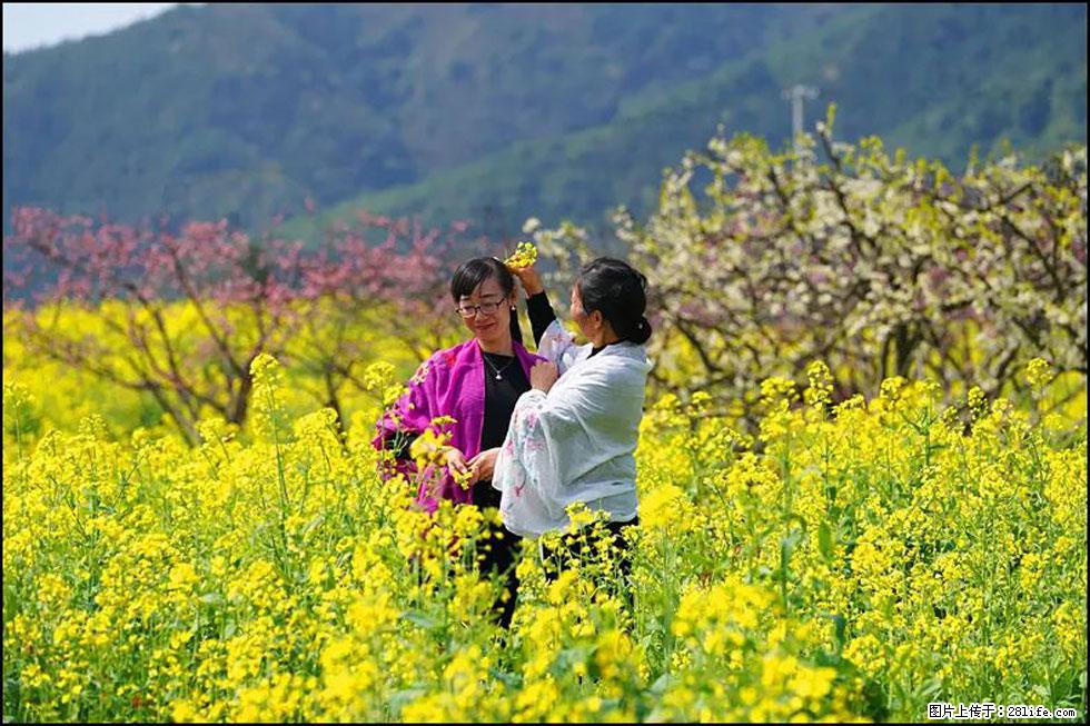 【春天，广西桂林灌阳县向您发出邀请！】长坪村油菜盛情花开 - 游山玩水 - 临沂生活社区 - 临沂28生活网 linyi.28life.net
