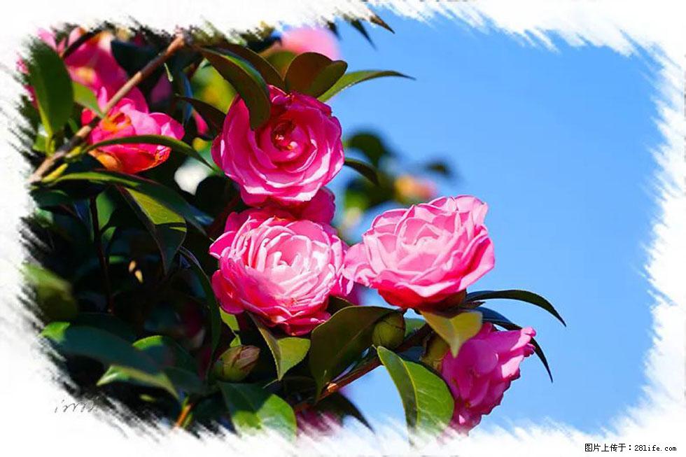 【春天，广西桂林灌阳县向您发出邀请！】杨柳井茶花惹人爱 - 游山玩水 - 临沂生活社区 - 临沂28生活网 linyi.28life.net