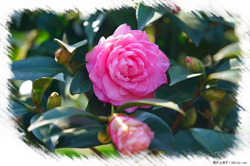 【春天，广西桂林灌阳县向您发出邀请！】杨柳井茶花惹人爱 - 游山玩水 - 临沂生活社区 - 临沂28生活网 linyi.28life.net