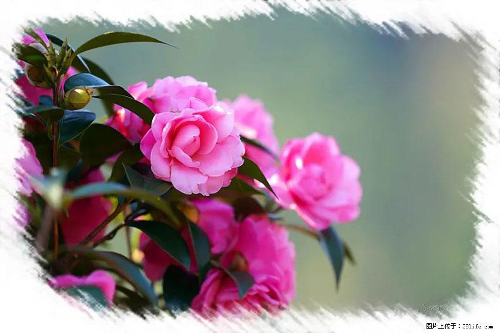 【春天，广西桂林灌阳县向您发出邀请！】杨柳井茶花惹人爱 - 游山玩水 - 临沂生活社区 - 临沂28生活网 linyi.28life.net