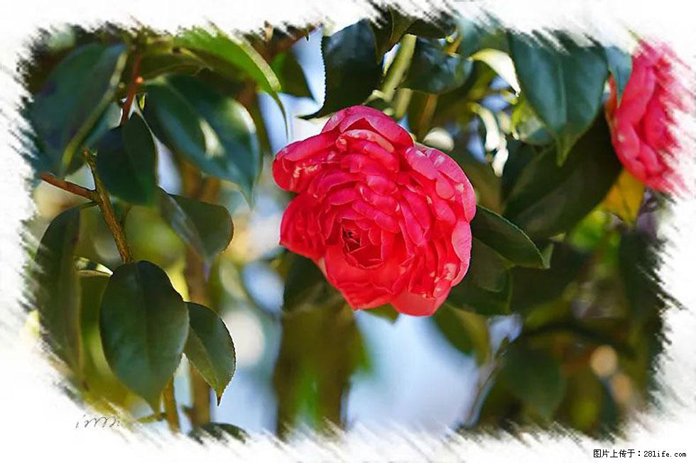 【春天，广西桂林灌阳县向您发出邀请！】杨柳井茶花惹人爱 - 游山玩水 - 临沂生活社区 - 临沂28生活网 linyi.28life.net