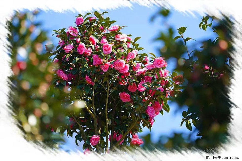 【春天，广西桂林灌阳县向您发出邀请！】杨柳井茶花惹人爱 - 游山玩水 - 临沂生活社区 - 临沂28生活网 linyi.28life.net