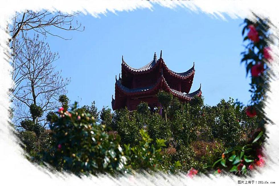 【春天，广西桂林灌阳县向您发出邀请！】杨柳井茶花惹人爱 - 游山玩水 - 临沂生活社区 - 临沂28生活网 linyi.28life.net