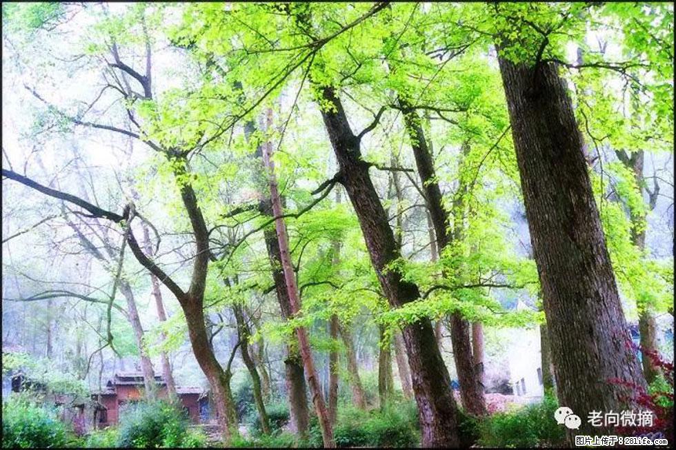 【春天，广西桂林灌阳县向您发出邀请！】在小龙村与春天约会 - 游山玩水 - 临沂生活社区 - 临沂28生活网 linyi.28life.net