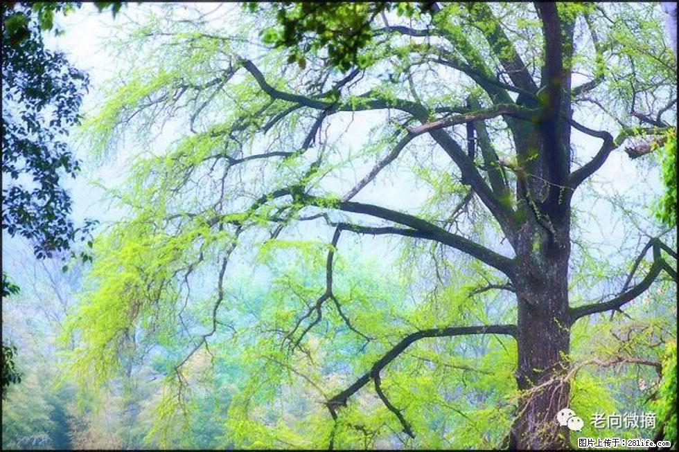 【春天，广西桂林灌阳县向您发出邀请！】在小龙村与春天约会 - 游山玩水 - 临沂生活社区 - 临沂28生活网 linyi.28life.net