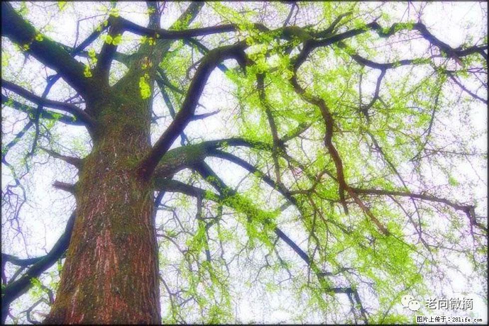 【春天，广西桂林灌阳县向您发出邀请！】在小龙村与春天约会 - 游山玩水 - 临沂生活社区 - 临沂28生活网 linyi.28life.net