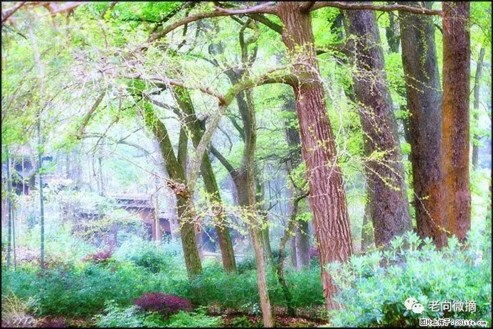 【春天，广西桂林灌阳县向您发出邀请！】在小龙村与春天约会 - 游山玩水 - 临沂生活社区 - 临沂28生活网 linyi.28life.net