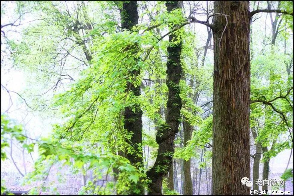 【春天，广西桂林灌阳县向您发出邀请！】在小龙村与春天约会 - 游山玩水 - 临沂生活社区 - 临沂28生活网 linyi.28life.net