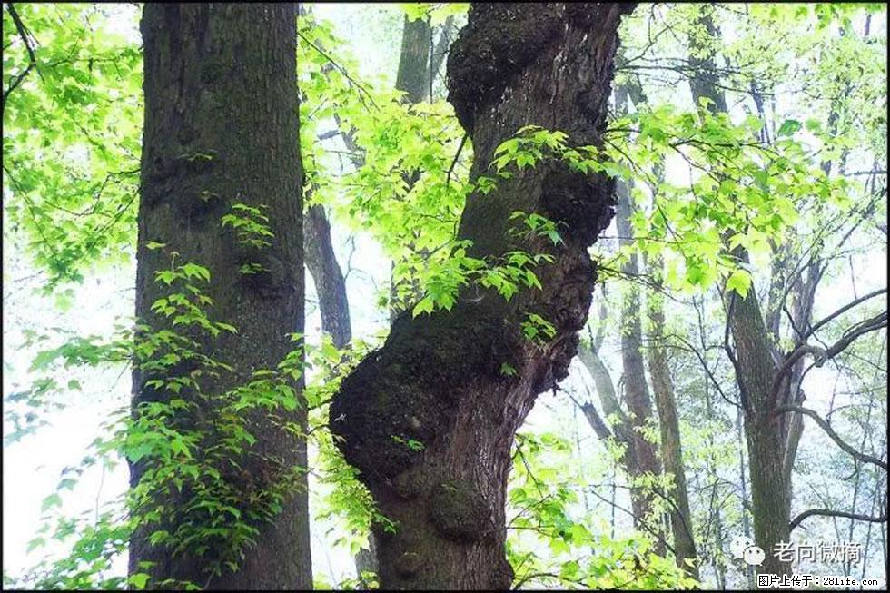 【春天，广西桂林灌阳县向您发出邀请！】在小龙村与春天约会 - 游山玩水 - 临沂生活社区 - 临沂28生活网 linyi.28life.net