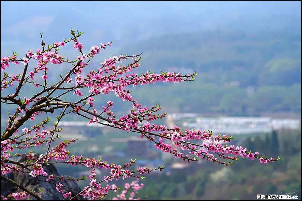 【春天，广西桂林灌阳县向您发出邀请！】望月岭上桃花开 - 游山玩水 - 临沂生活社区 - 临沂28生活网 linyi.28life.net