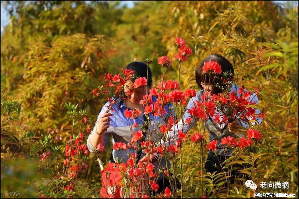 【春天，广西桂林灌阳县向您发出邀请！】登麒麟山，相约映山红 - 游山玩水 - 临沂生活社区 - 临沂28生活网 linyi.28life.net