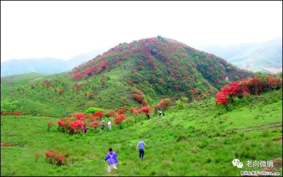【春天，广西桂林灌阳县向您发出邀请！】宝盖山上映山红 - 游山玩水 - 临沂生活社区 - 临沂28生活网 linyi.28life.net
