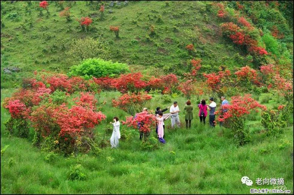 【春天，广西桂林灌阳县向您发出邀请！】宝盖山上映山红 - 游山玩水 - 临沂生活社区 - 临沂28生活网 linyi.28life.net