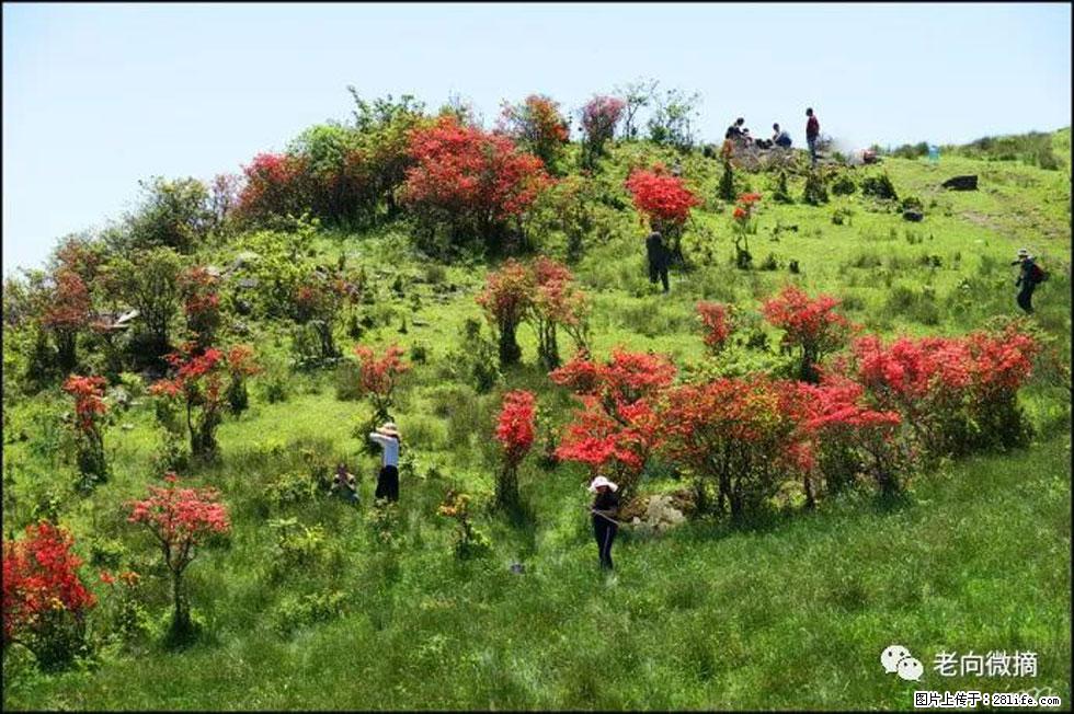 【春天，广西桂林灌阳县向您发出邀请！】宝盖山上映山红 - 游山玩水 - 临沂生活社区 - 临沂28生活网 linyi.28life.net