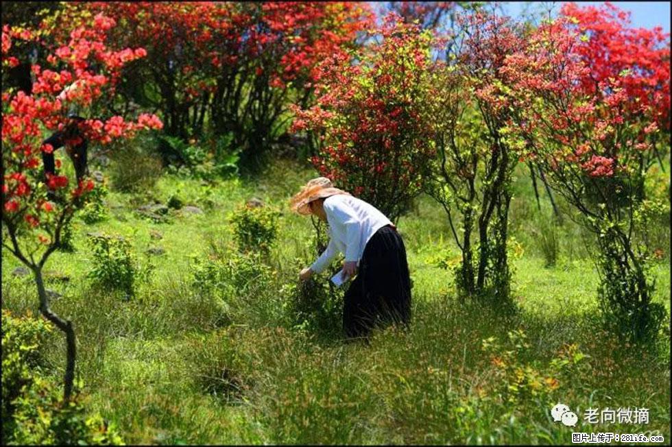 【春天，广西桂林灌阳县向您发出邀请！】宝盖山上映山红 - 游山玩水 - 临沂生活社区 - 临沂28生活网 linyi.28life.net