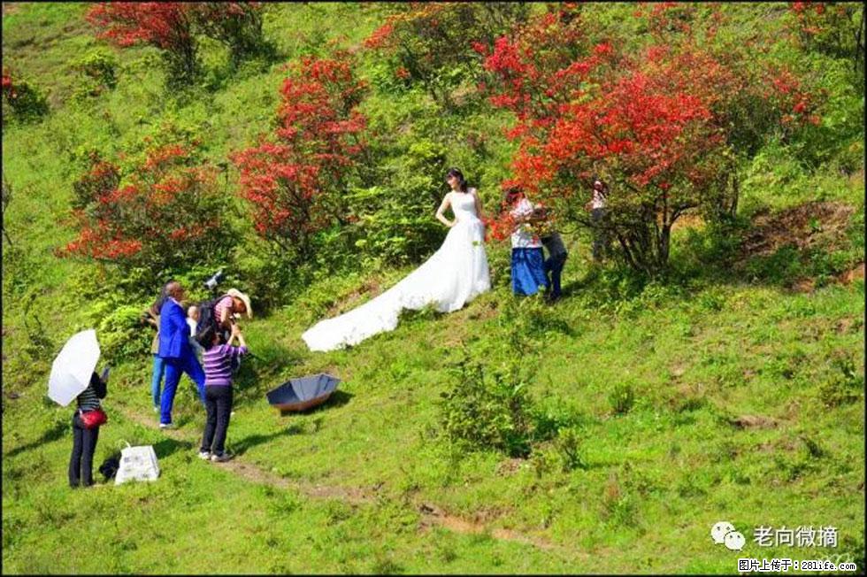 【春天，广西桂林灌阳县向您发出邀请！】宝盖山上映山红 - 游山玩水 - 临沂生活社区 - 临沂28生活网 linyi.28life.net