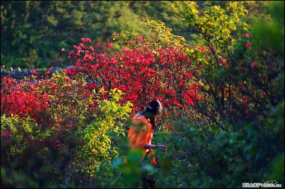【春天，广西桂林灌阳县向您发出邀请！】春木界上映山红 - 游山玩水 - 临沂生活社区 - 临沂28生活网 linyi.28life.net