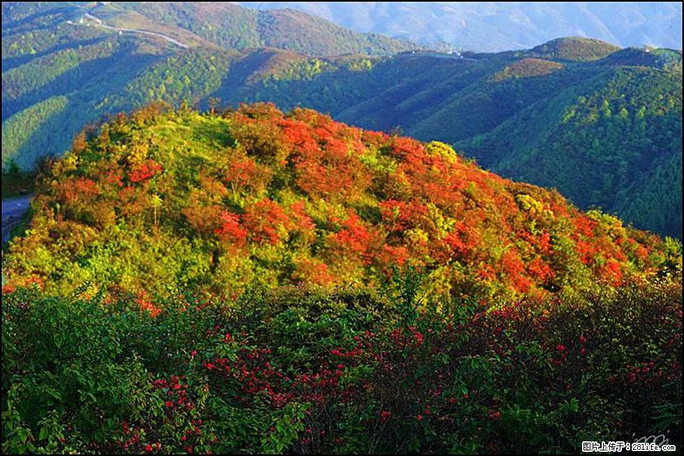 【春天，广西桂林灌阳县向您发出邀请！】春木界上映山红 - 游山玩水 - 临沂生活社区 - 临沂28生活网 linyi.28life.net