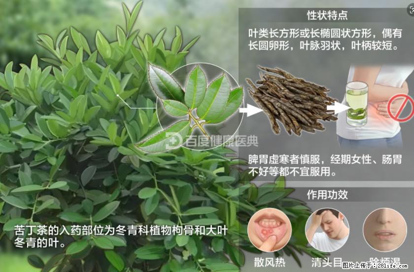 苦丁茶有哪些功效和作用 - 生活百科 - 临沂生活社区 - 临沂28生活网 linyi.28life.net