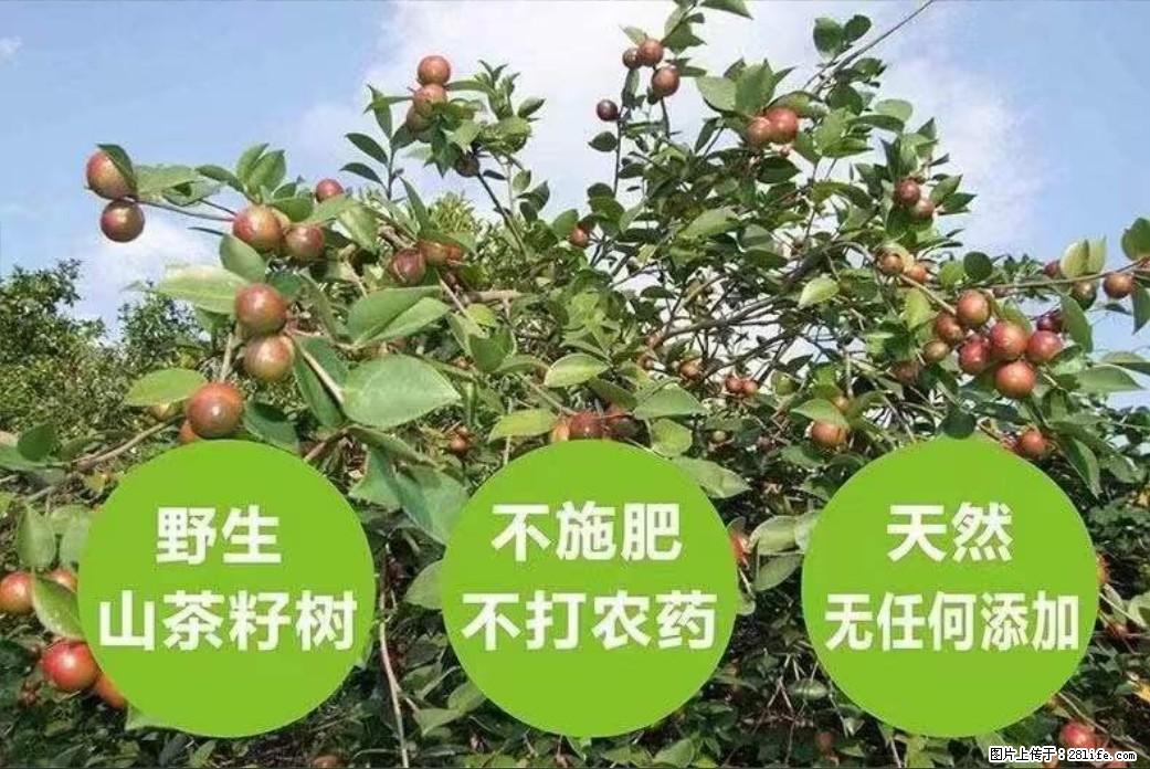 【灌阳县油茶产业示范区】一个有着充实的精神生活的人，对待身外之物自会有一种淡泊的态度 - 土特产 - 饮食特产 - 临沂分类信息 - 临沂28生活网 linyi.28life.net