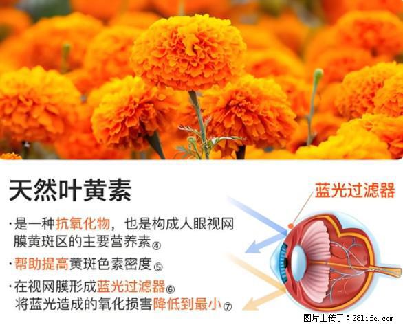 叶黄素有什么功效和作用 - 生活百科 - 临沂生活社区 - 临沂28生活网 linyi.28life.net