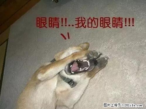 笑癫了！一女的怀孕三年未生，他终于忍不住了... - 娱乐八卦 - 临沂生活社区 - 临沂28生活网 linyi.28life.net