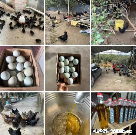 油茶园从小鸡仔开始养起的纯土鸡、土鸡蛋可以预定啦！还有前几天刚榨的纯山茶油哦 - 美食天地 - 临沂生活社区 - 临沂28生活网 linyi.28life.net