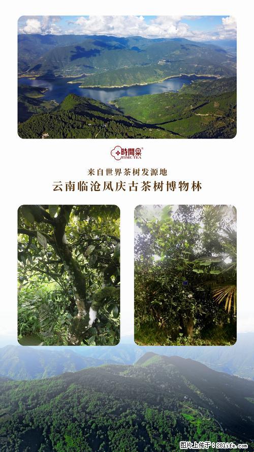 时间果百年古树2025年春红茶 - 购物交流 - 临沂生活社区 - 临沂28生活网 linyi.28life.net