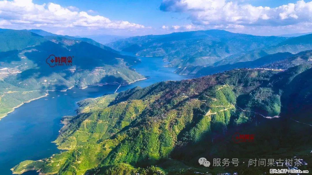 时间果百年古树龙珠普洱生茶 - 购物交流 - 临沂生活社区 - 临沂28生活网 linyi.28life.net