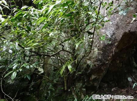 平乐石崖茶,珍贵仅次于金花茶 - 临沂生活资讯 - 临沂28生活网 linyi.28life.net