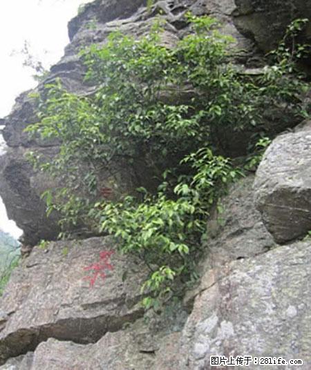 平乐石崖茶,珍贵仅次于金花茶 - 临沂生活资讯 - 临沂28生活网 linyi.28life.net