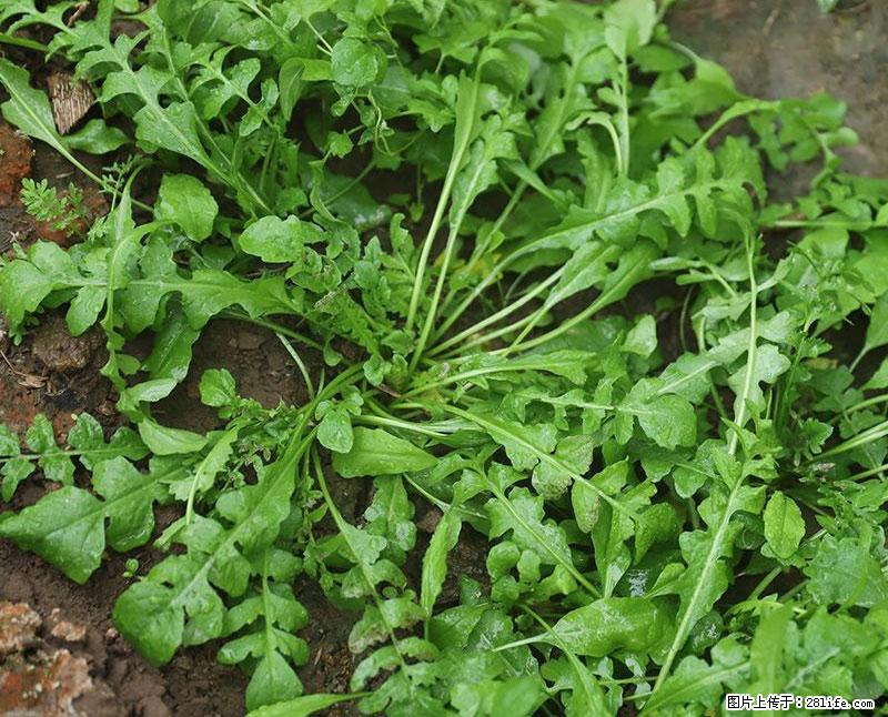 这些蔬菜是“天然钙片”,这6种被医生重点推荐 - 临沂生活资讯 - 临沂28生活网 linyi.28life.net