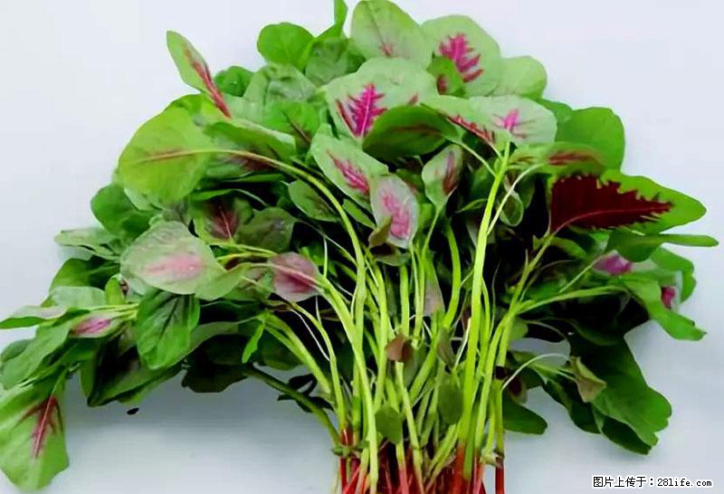 这些蔬菜是“天然钙片”,这6种被医生重点推荐 - 临沂生活资讯 - 临沂28生活网 linyi.28life.net
