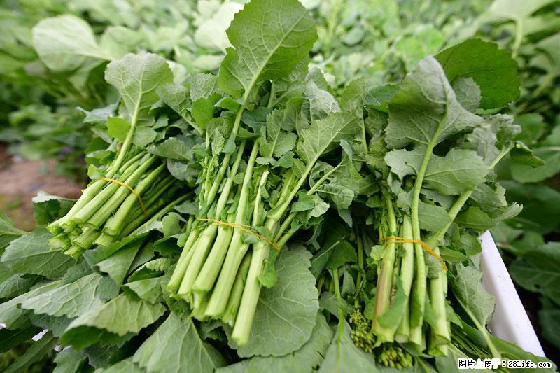 这些蔬菜是“天然钙片”,这6种被医生重点推荐 - 临沂生活资讯 - 临沂28生活网 linyi.28life.net
